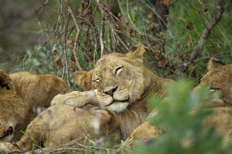 412 Pride Lions Sleeping Stock Photos - Free & Royalty-Free Stock Photos from Dreamstime