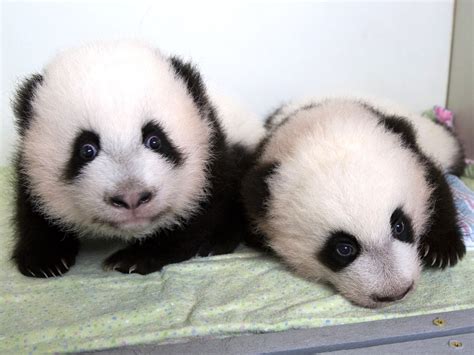 'Indescribably beautiful': Public names twin giant panda cubs - NBC News