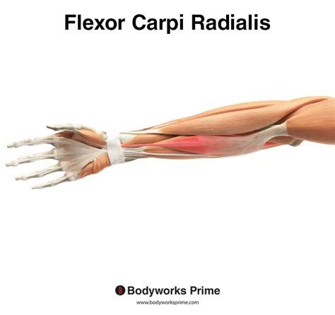 Flexor Carpi Radialis Muscle Anatomy - Bodyworks Prime