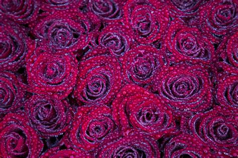 Free Images : texture, flower, petal, heart, rose, pattern, line, red ...