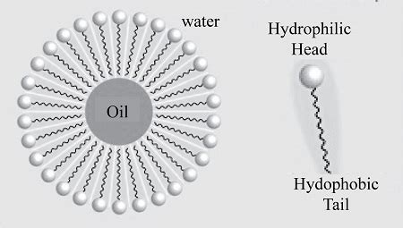 Explain the hydrophobic effect in your own words and by drawing a ...