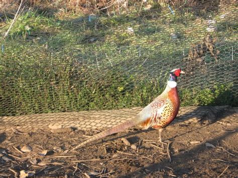 Pheasant, Raising pheasants, Chickens backyard