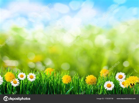 Green grass and flowers background Stock Photo by ©varuna 172035738