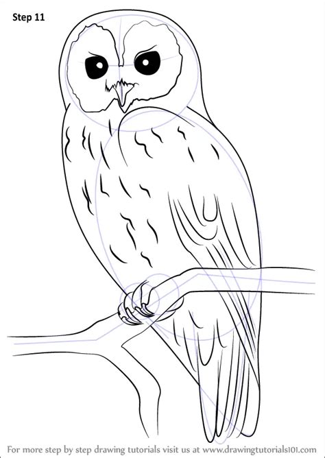 How to Draw a Tawny Owl (Owls) Step by Step