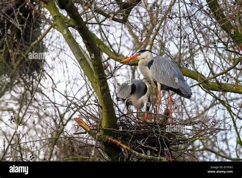 grey heron (Ardea cinerea), breeding pair at the nest, Germany Stock ...