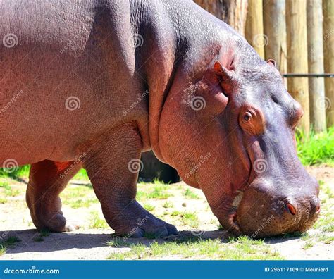 Hippopotamus (Hippopotamus Amphibius) Stock Image - Image of happy ...