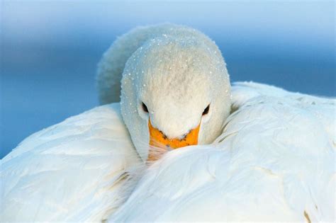 Whooper swan Image - ID: 309244 - Image Abyss