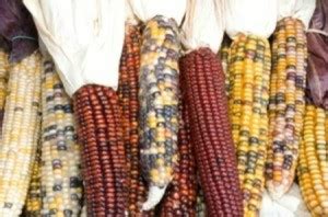 Growing Indian Corn | ThriftyFun