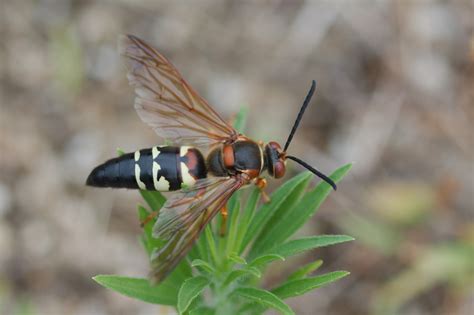 Sphecius speciosus (Eastern Cicada Killer Wasp) | Henry Hartley