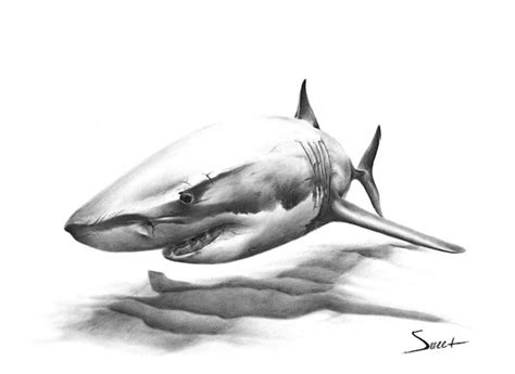 Shark print, great white shark painting, shark art print, shark gift, shark decor, shark wall ...