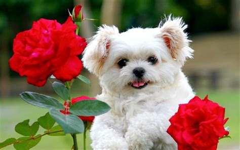 Cute white puppy with red rose flowers | HD Wallpapers Rocks | Cute ...