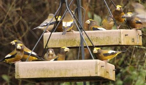 Platform Bird Feeders - Top Rated