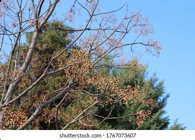 Melia Azedarach Tree Park Stock Photo 1767073607 | Shutterstock