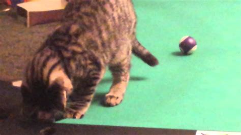 Cat playing pool. - YouTube