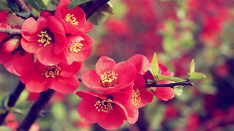 30 Beautiful Flower Wallpapers