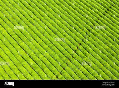 tea plantation background Stock Photo - Alamy