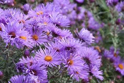 Aster novae-angliae 'Purple Cloud' (New England Asters)