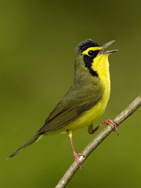 Kentucky Warbler, (Geothlypis formosa) by Alan Murphy - alanmurphyphotography.com | Beautiful ...