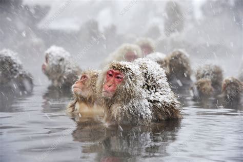 Japanese macaques in a hot spring - Stock Image - C021/7165 - Science Photo Library