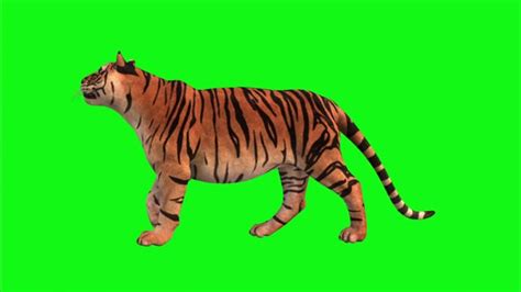 Tiger, Green Screen, Animal. Free Stock Video - Pixabay