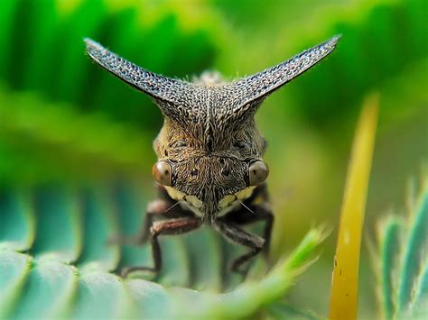 Stunning Macro Photography of Insects by Okqy Setiawan | 99inspiration