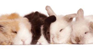 Black and White Rabbit Breeds Make The Best Pet Bunnies!