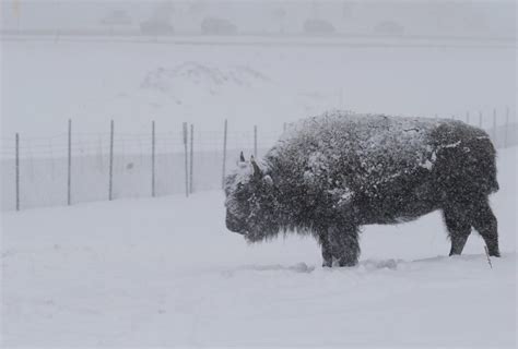 Colorado Wyoming snow storm: threaten power outages in Rockies - Tdnews