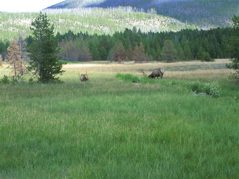 File:Mountain meadow at Yellowstone National Park Picture 1196.jpg ...