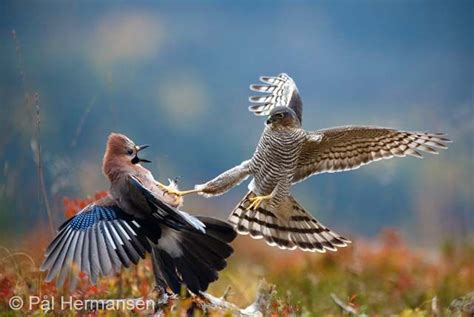 Life in the balance | Sparrowhawk, Bird attack, Animals beautiful