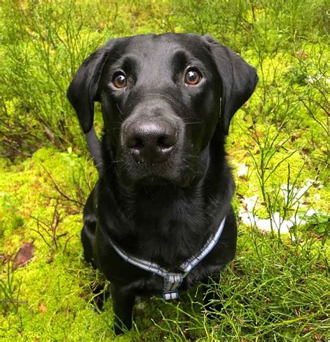 Do Black Labs Make the Best Hunters? - K9 Web