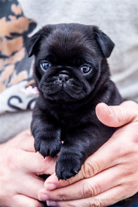 Holding a 10 week old pug - Imgur Black Pug Puppies, Pug Puppy, Cute ...