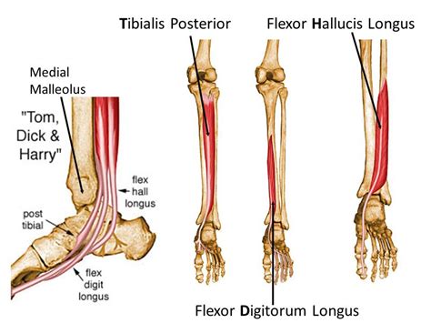 Pin on Myofascia