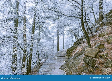 Winter Road View in Huangshan National Park. Stock Photo - Image of winter, season: 124011764