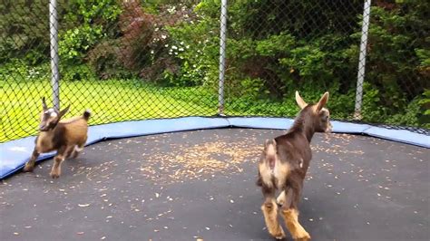 Three Tiny Baby Goats Adorably Jump on a Trampoline