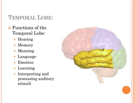 PPT - Somewhere . . . Over the brainbow . . . PowerPoint Presentation ...