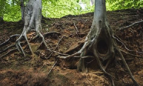 Can Oak Tree Roots Damage Foundation? (Tips Included) | LTE