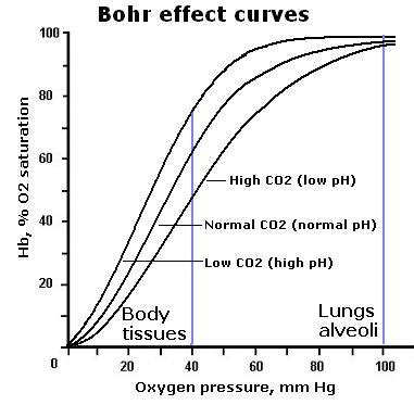 Bohr effect - Online Biology Notes