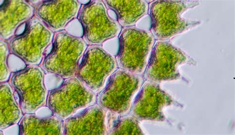 Here’s How a Microscopic Ocean Organism Helps Control the Earth’s Temperature | The Inertia