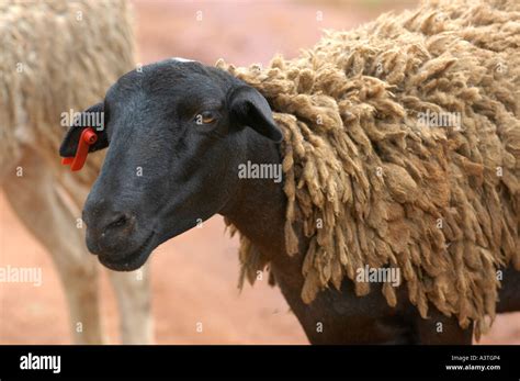 Black sheep with patchy white outer cover of wool in Vumba mountains ...