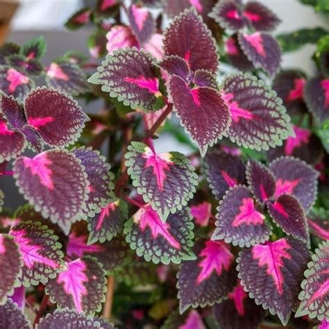 Brighten Up Your Living Space With These 8 Purple Indoor Plants - Breathing Garden