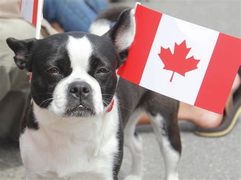 Ten Most Popular Dog Breeds in Canada - PoochPal | Dog breeds, Most popular dog breeds, Canadian ...