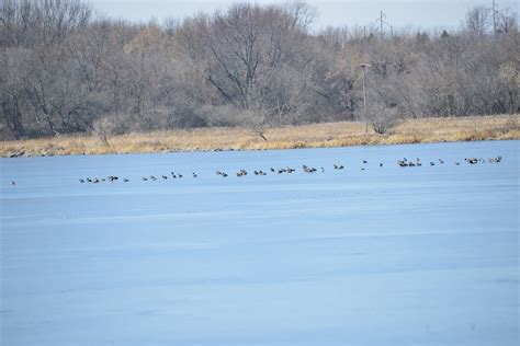 eBird Checklist - 20 Mar 2023 - Swan Lake state park, Carroll US-IA Swan compound area - 11 species