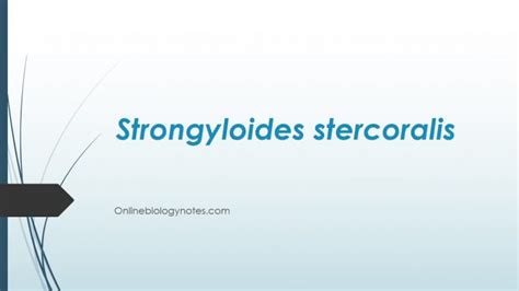 Strongyloides stercoralis: morphology, life cycle, pathogenesis ...