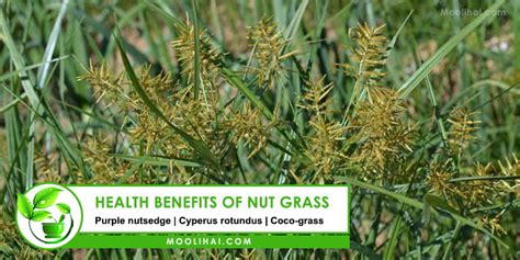 17 Evidence-Based Clinical & Health Benefits fo Nut Grass - Moolihai.com