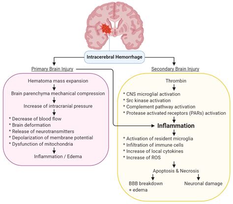 Brain Hemorrhage Diagram