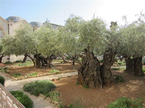 Travelers of All Ages | Garden of gethsemane, Landscape, Tree