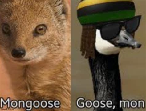 mongoose Memes & GIFs - Imgflip