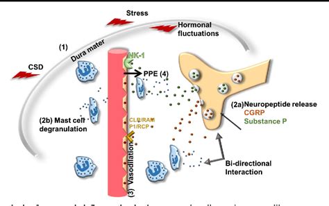 Neurogenic inflammation and its role in migraine | Semantic Scholar