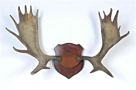 TX025 Moose Antlers Prop Rental | ACME Brooklyn