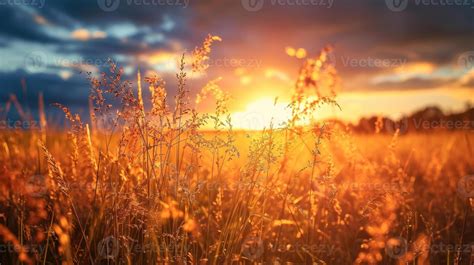 Grass Field Sunset Stock Photos, Images and Backgrounds for Free Download